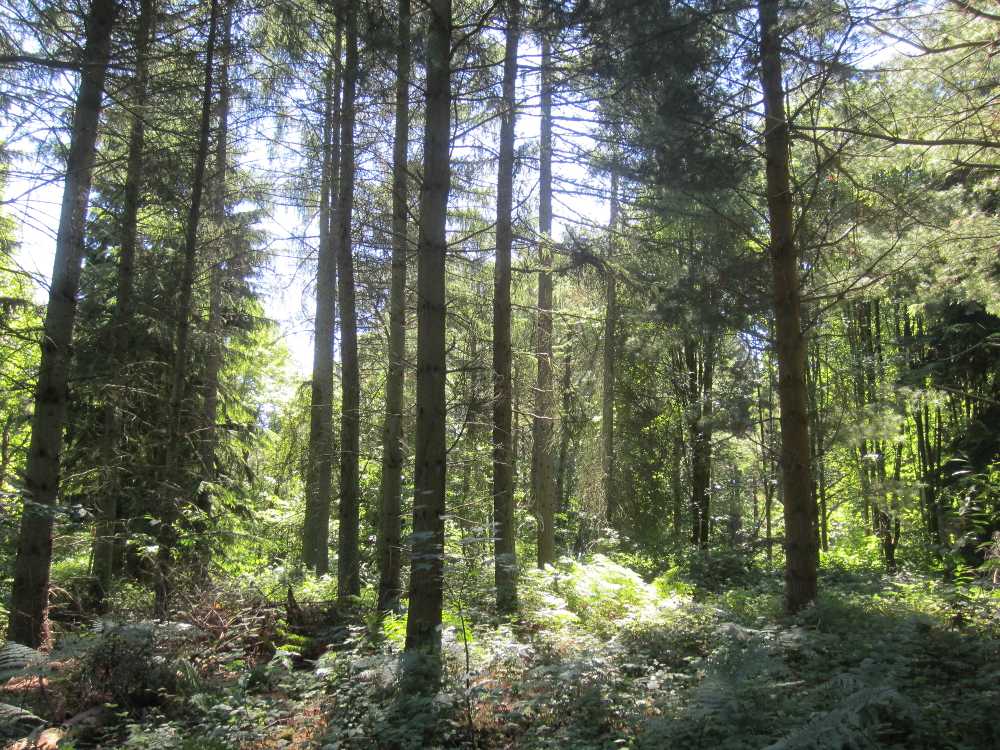 Pinus strobus - Forêt verte